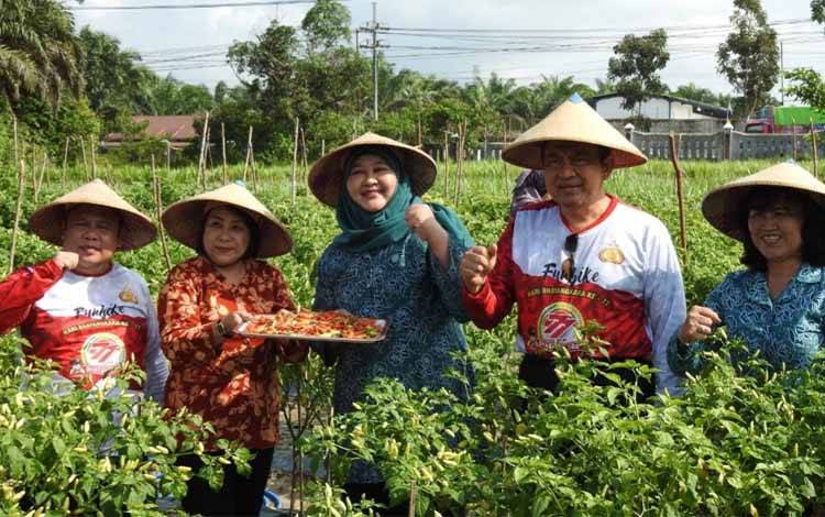 Ketua PKK Kobar Hj. Harli Saparia Budi Santosa bersama suami tercinta didampingi, Plh Sekda Kobar, Kadis Pertanian saat panen cabe di kebun percontohan TP PKK Kobar.?