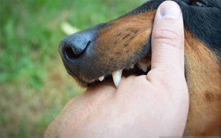 Ini Langkah Awal Penanganan Digigit Hewan Penular Rabies
