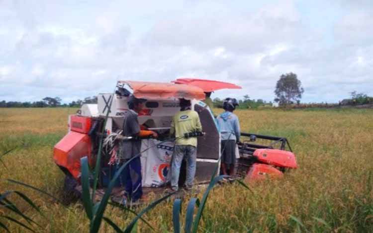 Harga Gabah Alami Kenaikan di Seruyan