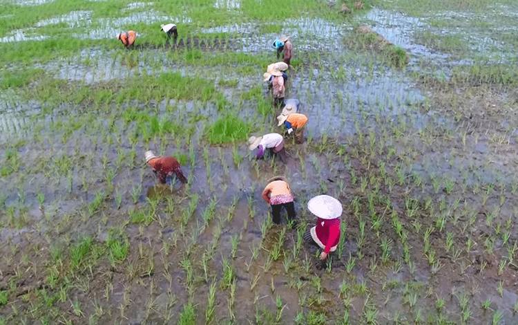 Penyesuaian HET Gabah Pengaruhi Kenaikan Harga Beras