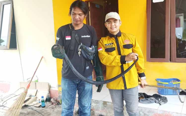 Kobra Masuk Dapur, Berhasil Dievakuasi Pandulima
