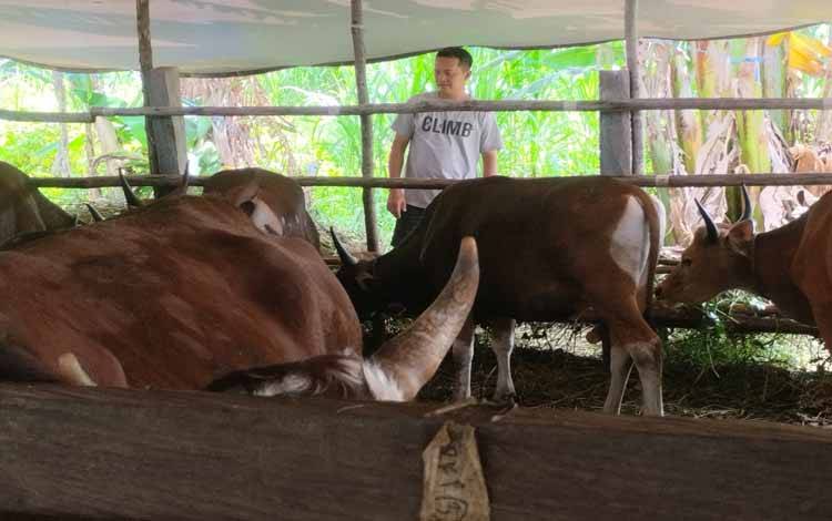DPKP akan Lakukan Pemeriksaan Sapi dan Kambing H-2 Minggu Iduladha