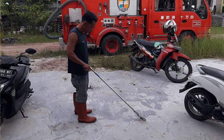 Dalam Waktu Tiga Menit Call Center 112 Evakuasi Ular Hanjaliwan Manas