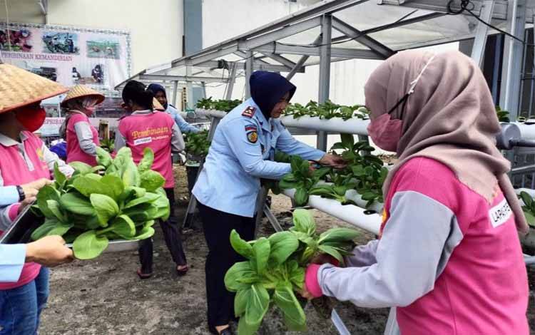 Kalapas Perempuan Kelas IIA Palangka Raya Sri Astiana panen sayur pakcoy bersama WBP (Foto : Lapas Perempuan Kelas IIA Palangka Raya)