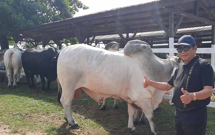 90 Ekor Sapi Kurban dari Keluarga Besar H Abdul Rasyid AS Akan Disebar ke 8 Kabupaten/Kota se Kalteng?