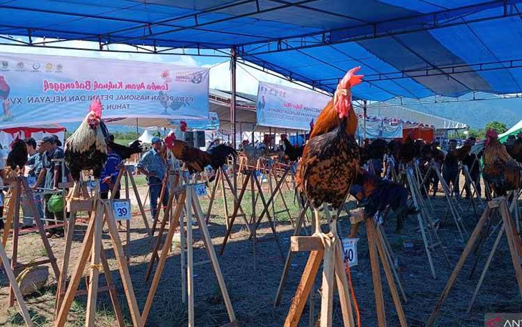 Kontes Ayam Kukuk Balenggek Pecahkan Rekor Dunia dalam Penas Tani