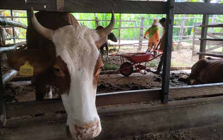 Kepala UPTD RPH Kalampangan: Sudah 1.150 Sapi Masuk Palangka Raya?