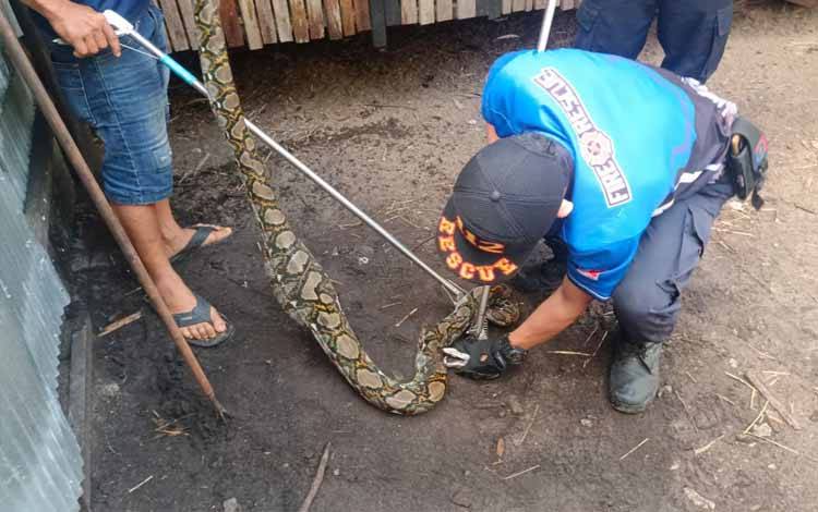 Mangsa 1 Ekor Ayam, Ular Piton Sepanjang 3 Meter Dievakuasi