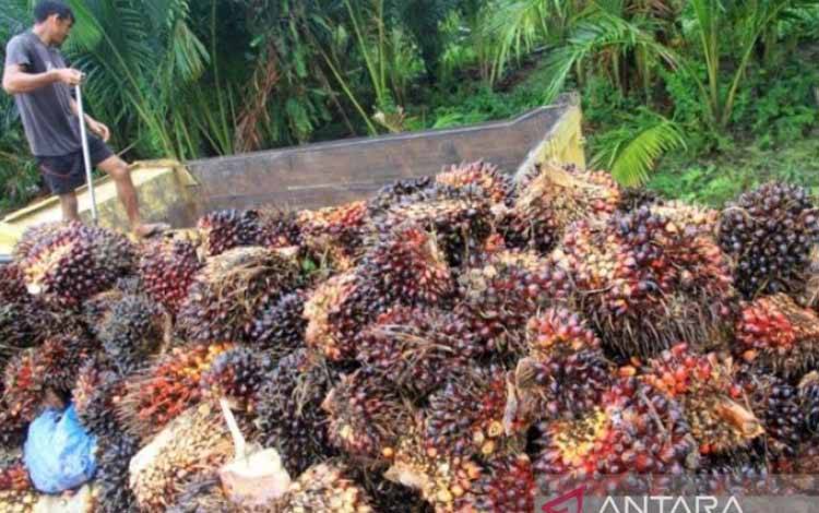 Harga CPO Periode 16-31 Desember 2023 Turun 3,47 Persen