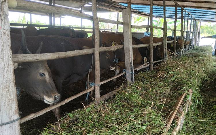 Ini Cara Mengenali Kualitas Daging Segar