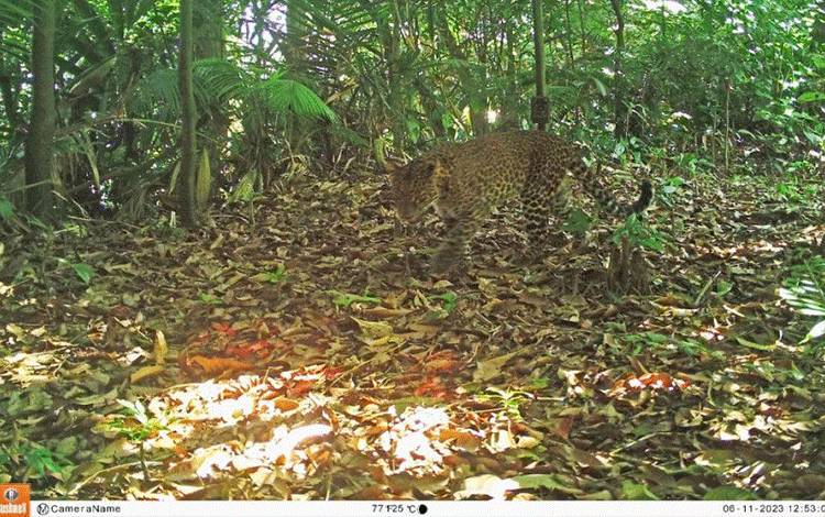 Macan tutul jawa terekam kamera berkeliaran di hutan Sanggabuana di wilayah Purwakarta, Jawa Barat, pada 11 Juni 2023. (ANTARA/HO SCF)