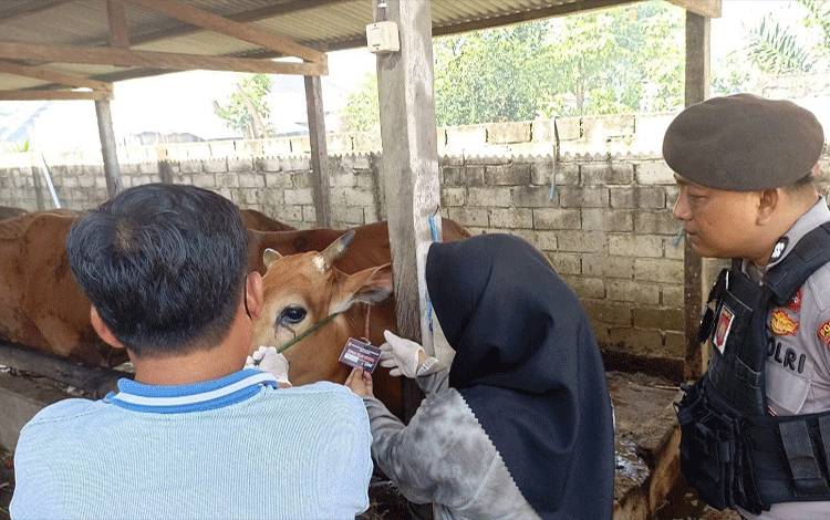 Distakan Lamandau Pastikan Hewan Kurban Aman Dikonsumsi