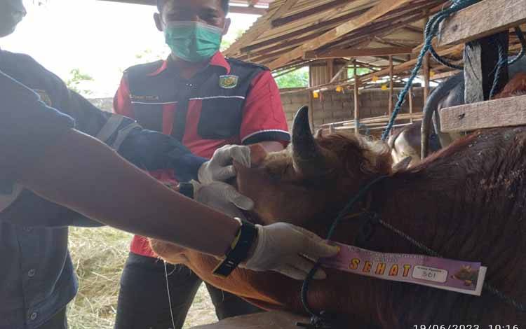 Kesehatan Seluruh Hewan Kurban di Palangka Raya akan Diperiksa Jelang Iduladha