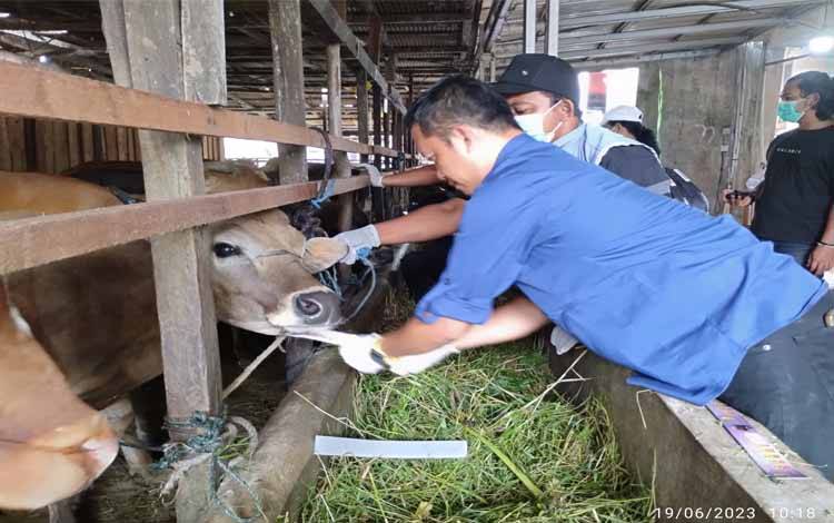 Jelang Iduladha DPKP Lakukan Pemeriksaan Hewan Kurban