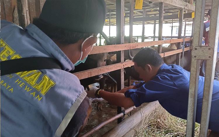 Pemeriksaan Hewan Kurban Berlanjut di Hari Kedua