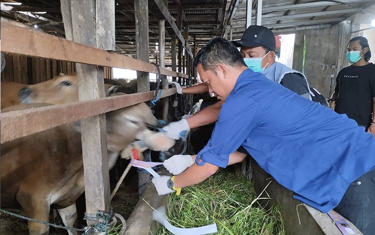 Pemeriksaan Kesehatan Hewan Kurban Hari Pertama, 4 Ekor Tidak Ditandai