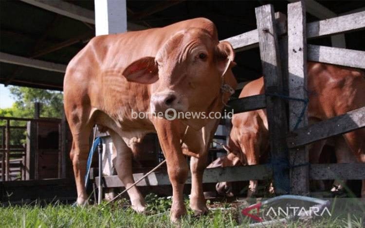 Pemko Palangka Raya Pastikan Ketersediaan Hewan Kurban