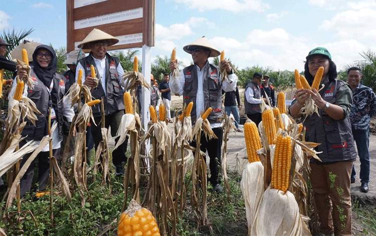 Panen Raya Jagung di Sela Pohon Sawit Lahan Replanting