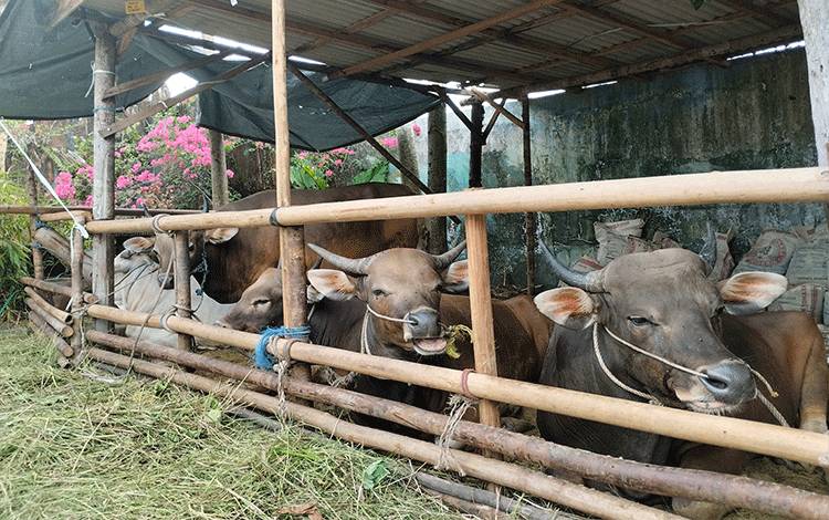 Sapi yang disediakan di depo penjualan sapi kurban oleh salah seorang pengusaha sapi dan kambing di Kota Palangka Raya. (FOTO: TESTI PRISCILLA)