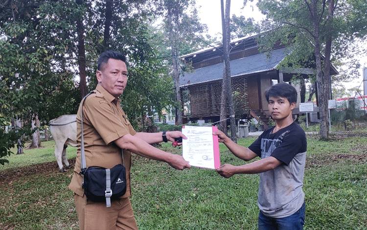 Satu Ekor Sapi Kurban H Abdul Rasyid Mendarat di Dinas Kehutanan Kalteng