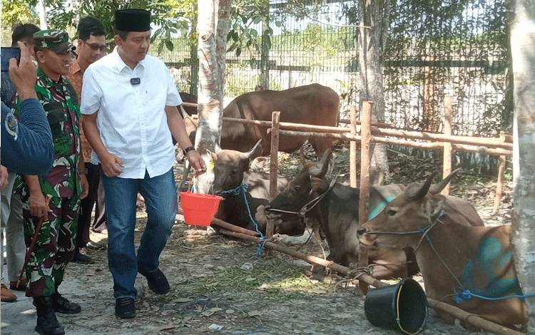 Pemkab Kobar Distribusikan 104 Ekor Sapi Kurban pada Iduladha 1444 H/2023