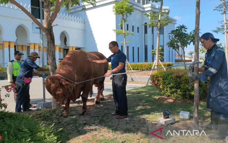 Presiden Jokowi Sumbang Sejumlah Sapi untuk Idul Adha di Solo