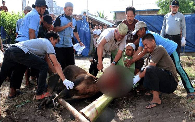 Sekda Seruyan Buka Penyelenggaraan Penyembelihan Hewan Kurban BMT Darussalam