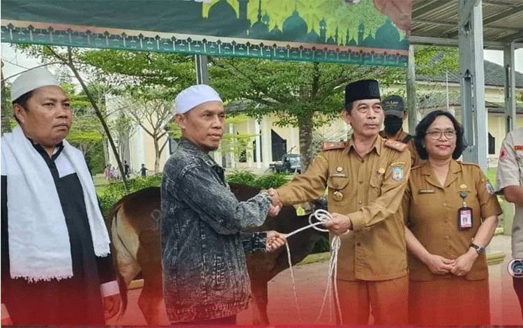 Pemkab Murung Raya Salurkan Sapi Kurban di 10 Kecamatan