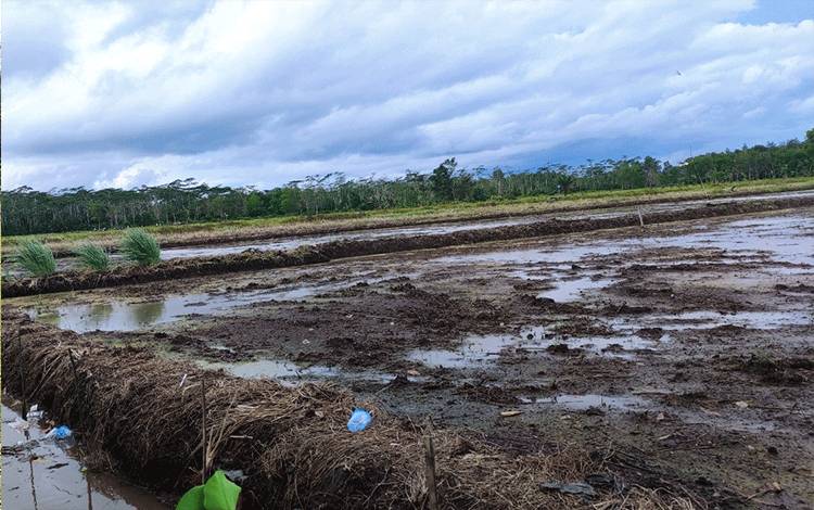 Wagub Kalteng Harap Peningkatan Program Food Estate ?