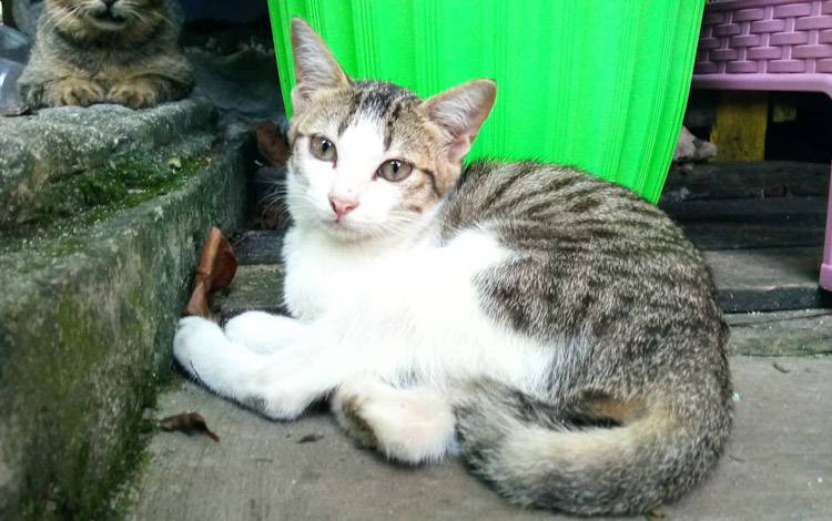 Diperlukan Kerja Sama Dinas Pertanian dan Komunitas Masyarakat Guna Cegah Penularan Rabies di Kobar