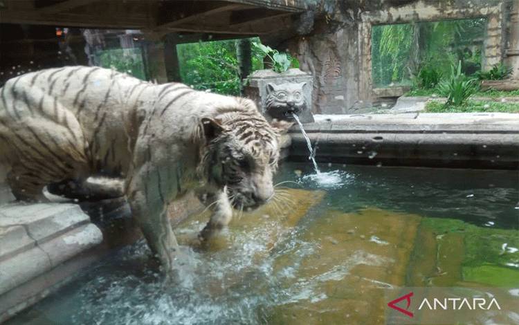 Sensasi Menyantap Hidangan Ditemani Harimau di Tiger Cave Restaurant