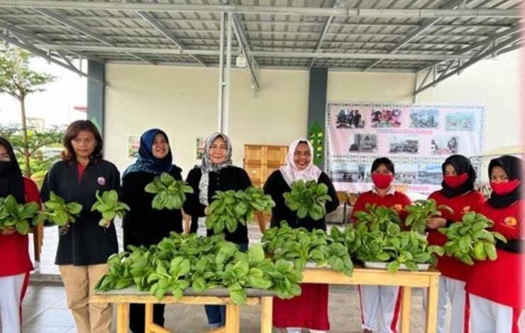 Produktif, Lapas Perempuan Kelas IIA Palangka Raya Kembali Panen Pakcoy