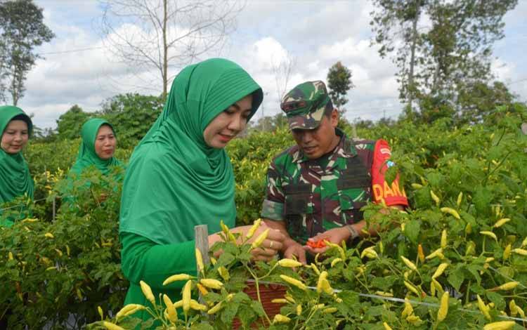 Dandim 1014/Pbn Pimpin Panen Raya di Desa Pasir Panjang