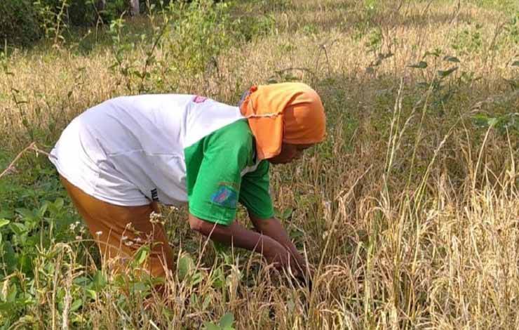 Waspada El Nino Sebabkan Malnutrisi Imbas Ketahanan Pangan Terganggu