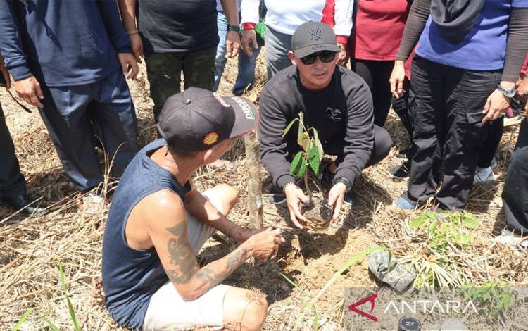 Dayak Iban Sungai Utik Tanam Ribuan Pohon untuk Hijaukan Hutan Adat