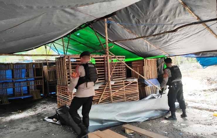 Polisi Bongkar Lokasi Judi Sabung Ayam di Lamandau