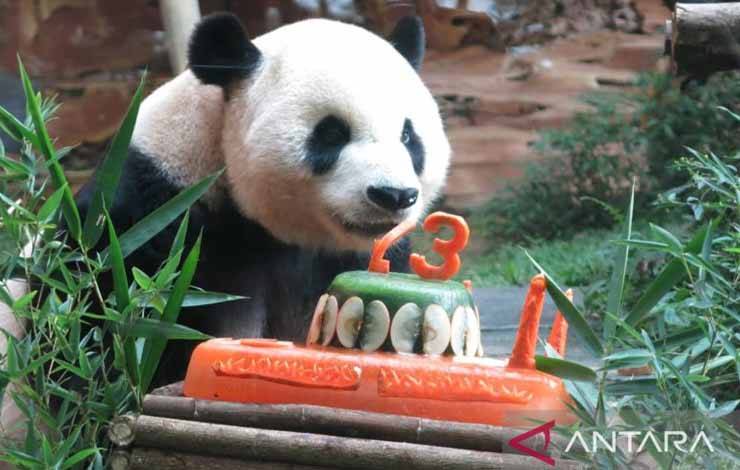 Taman Safari Indonesia Rayakan Ulang Tahun ke-13 Panda Cai Tao