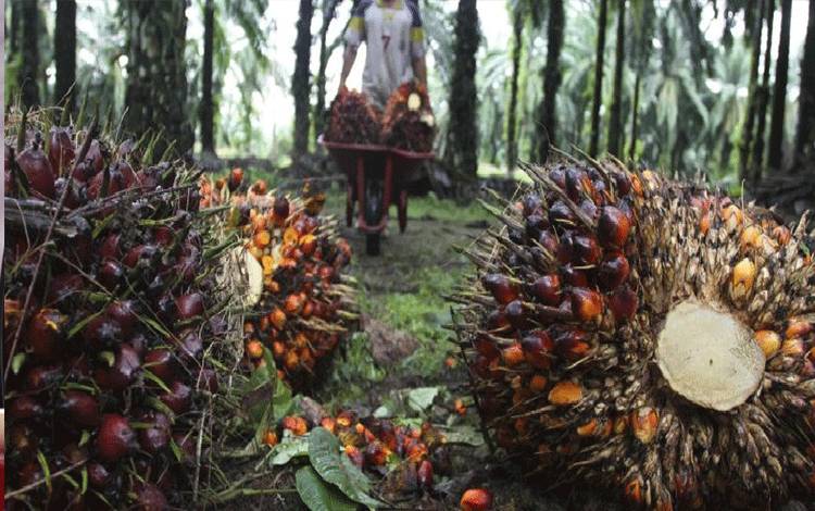Kelapa sawit. Dinas Perkebunan Kalteng berharap PBS dapat berperan aktif dalam pembangunan daerah. (FOTO: BSKDN)