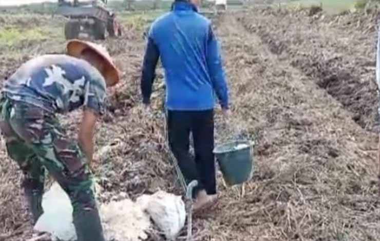 Anggota Koramil Ikut Gotong Royong Bantu Pemupukan Lahan Semangka Warga Pulau Kaladan