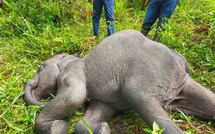 Seekor Anak Gajah Mati di PLG Minas Akibat Infeksi Virus