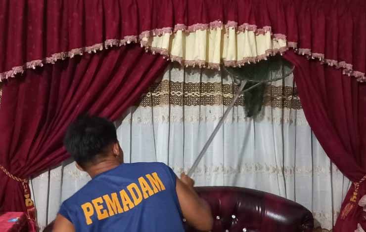 Sesy Panik, Rakun Masuk Rumah Lapor 112