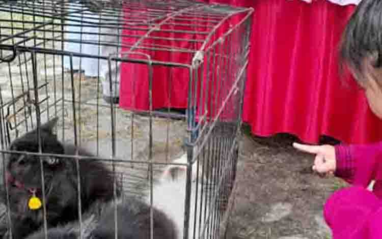Kalteng Zona Merah Rabies, Anak-anak Rentan Terinfeksi