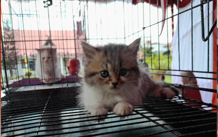 Waspada ISPA Bisa Menyerang Kucing