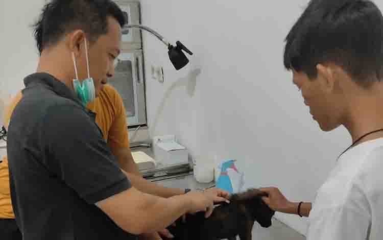 Banyak Manfaat dari Castrasi bagi Hewan Penular Rabies