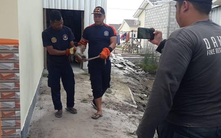 Anggota Call Center 112 Kota Palangka Raya mengevakuasi kera di Jalan Parawei. (FOTO: PATHUR)