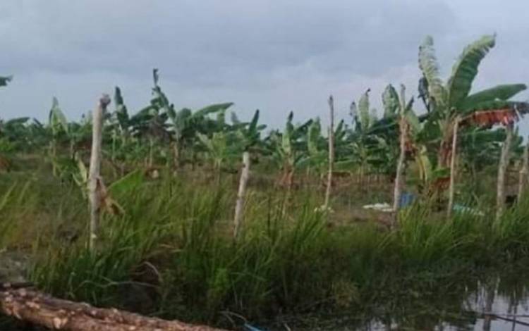Cuaca Tidak Bersahabat, Nelayan Sungai Bakau Memilih Mengurus Kebun Pisang