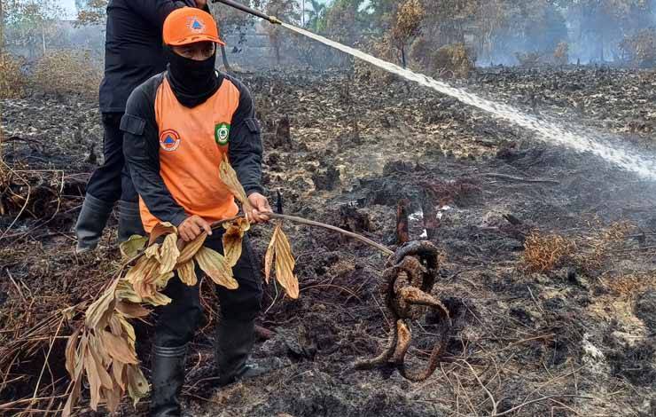 Ular Kobra Ditemukan Terpanggang di Lokasi Kebakaran Lahan Jalan Pramuka Sampit?