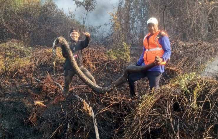 MPA Graha Pramuka Temukan Piton 4 Meter Tewas Terpanggang?