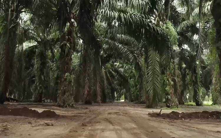 Perkebunan kelapa sawit.(FOTO: Rilis BPDPKS)