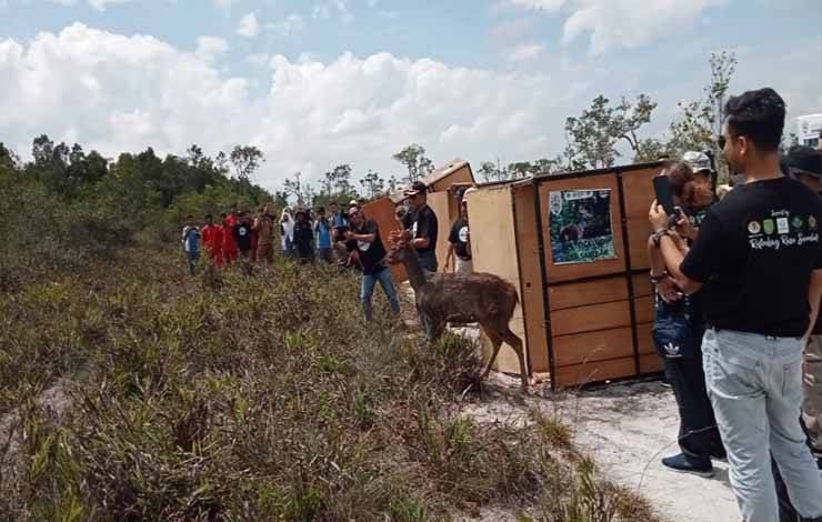 Pemkab Sukamara Bersama BKSDA Kalteng Lepasliarkan Rusa Sambar